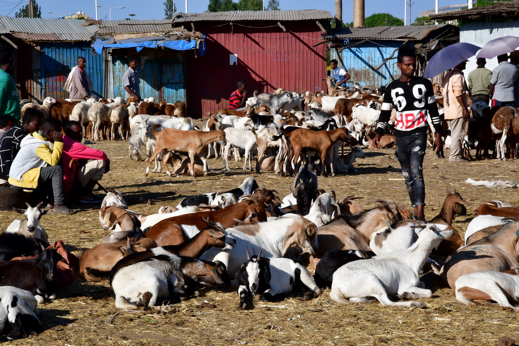 Cattle market, Bahir Dar